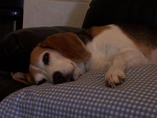 https://images.dog.ceo/breeds/beagle/n02088364_12972.jpg