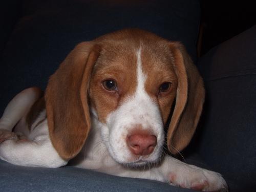 https://images.dog.ceo/breeds/beagle/n02088364_13050.jpg