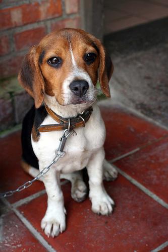 https://images.dog.ceo/breeds/beagle/n02088364_13128.jpg