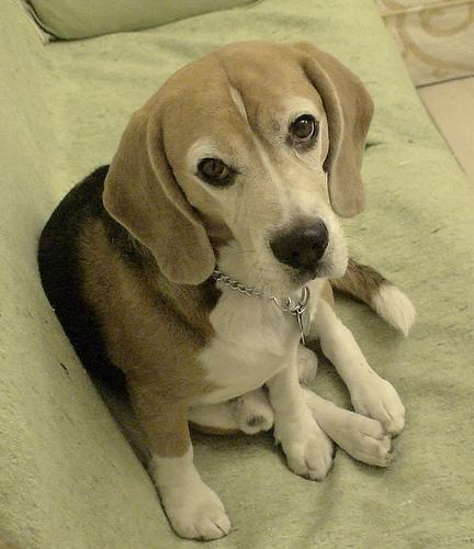 https://images.dog.ceo/breeds/beagle/n02088364_13464.jpg