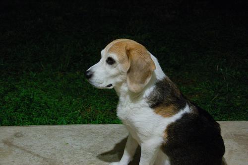 https://images.dog.ceo/breeds/beagle/n02088364_13477.jpg