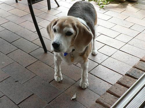 https://images.dog.ceo/breeds/beagle/n02088364_13627.jpg