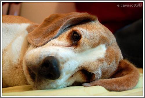 https://images.dog.ceo/breeds/beagle/n02088364_13809.jpg