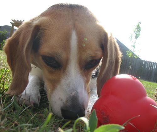 https://images.dog.ceo/breeds/beagle/n02088364_14095.jpg