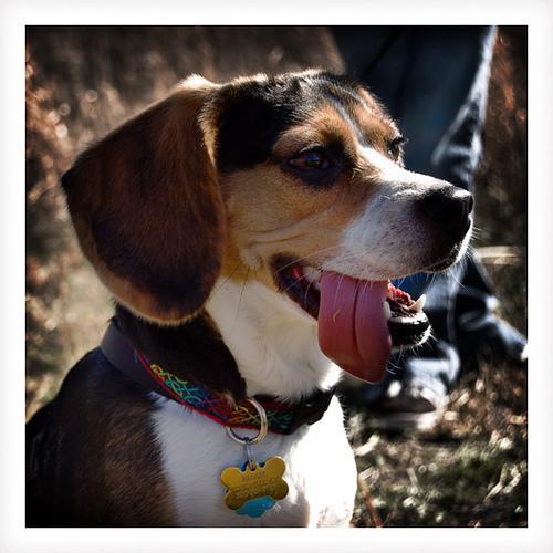 https://images.dog.ceo/breeds/beagle/n02088364_14220.jpg