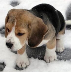 https://images.dog.ceo/breeds/beagle/n02088364_14431.jpg