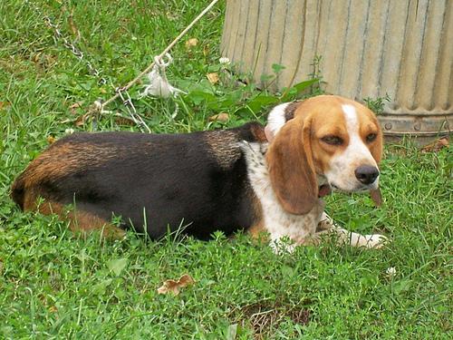 https://images.dog.ceo/breeds/beagle/n02088364_14548.jpg