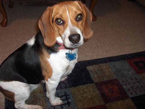 https://images.dog.ceo/breeds/beagle/n02088364_14690.jpg