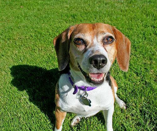 https://images.dog.ceo/breeds/beagle/n02088364_14779.jpg