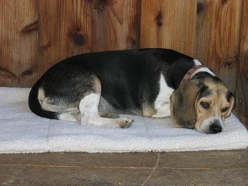 https://images.dog.ceo/breeds/beagle/n02088364_14863.jpg