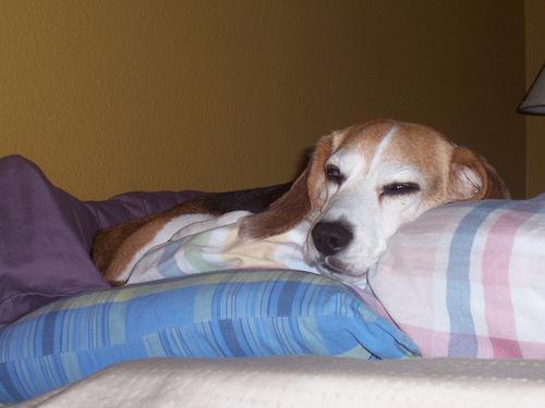 https://images.dog.ceo/breeds/beagle/n02088364_15036.jpg