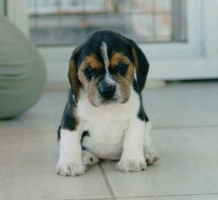 https://images.dog.ceo/breeds/beagle/n02088364_1507.jpg