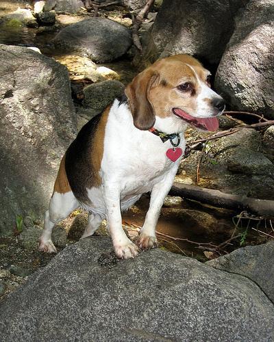 https://images.dog.ceo/breeds/beagle/n02088364_15111.jpg