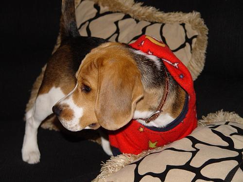 https://images.dog.ceo/breeds/beagle/n02088364_15305.jpg