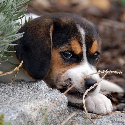 https://images.dog.ceo/breeds/beagle/n02088364_15370.jpg