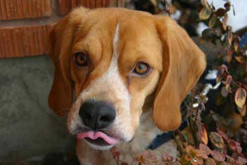 https://images.dog.ceo/breeds/beagle/n02088364_161.jpg