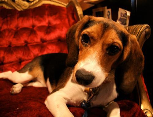 https://images.dog.ceo/breeds/beagle/n02088364_16165.jpg