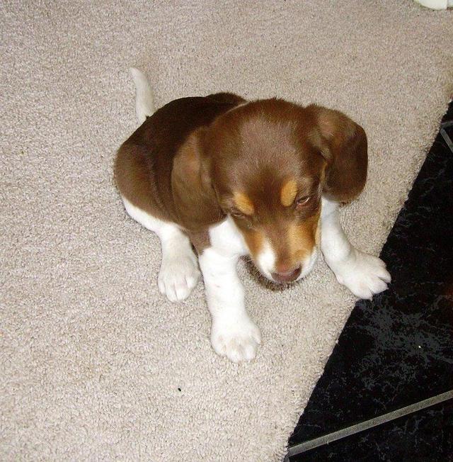 https://images.dog.ceo/breeds/beagle/n02088364_16207.jpg