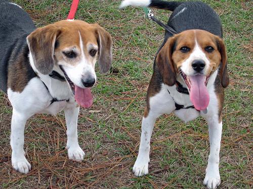 https://images.dog.ceo/breeds/beagle/n02088364_16493.jpg