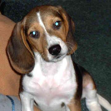 https://images.dog.ceo/breeds/beagle/n02088364_16502.jpg