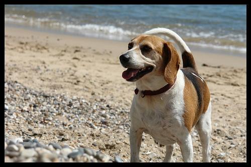 https://images.dog.ceo/breeds/beagle/n02088364_16508.jpg