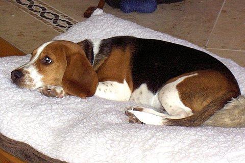 https://images.dog.ceo/breeds/beagle/n02088364_16635.jpg