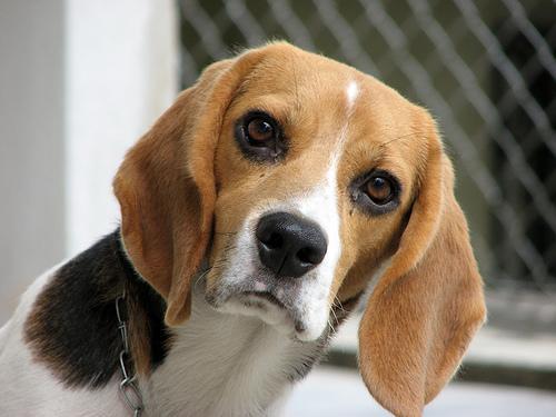 https://images.dog.ceo/breeds/beagle/n02088364_16695.jpg