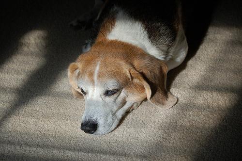 https://images.dog.ceo/breeds/beagle/n02088364_17167.jpg