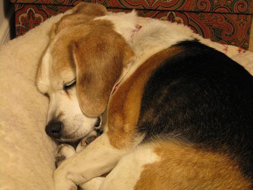 https://images.dog.ceo/breeds/beagle/n02088364_17406.jpg