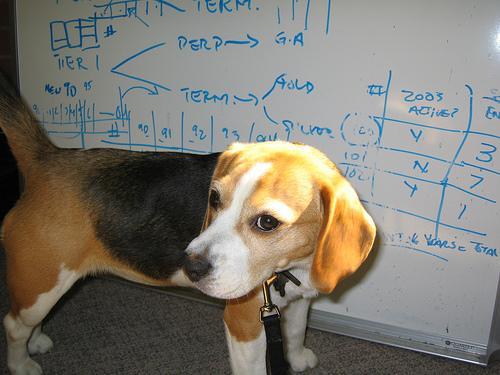 https://images.dog.ceo/breeds/beagle/n02088364_17553.jpg