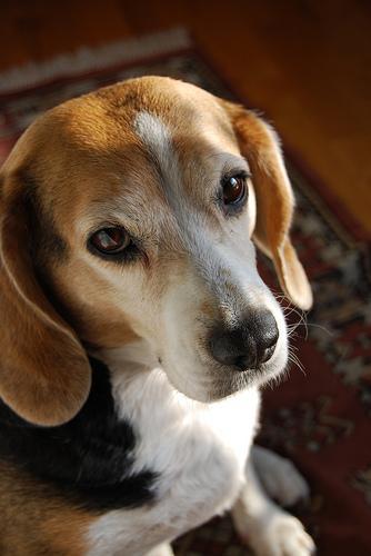 https://images.dog.ceo/breeds/beagle/n02088364_17671.jpg