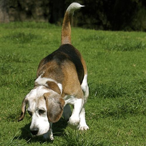 https://images.dog.ceo/breeds/beagle/n02088364_17689.jpg