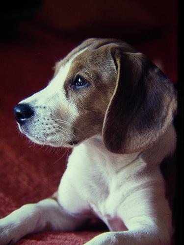 https://images.dog.ceo/breeds/beagle/n02088364_17766.jpg