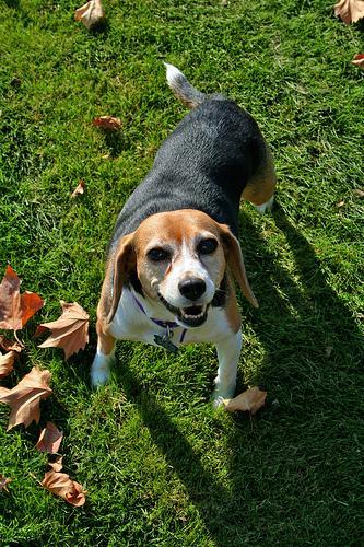 https://images.dog.ceo/breeds/beagle/n02088364_17935.jpg