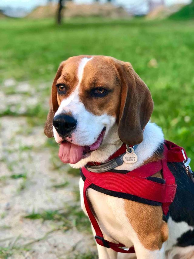 https://images.dog.ceo/breeds/beagle/n02088364_18404.jpg