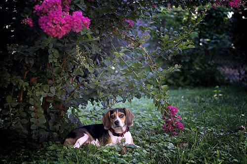 https://images.dog.ceo/breeds/beagle/n02088364_2000.jpg