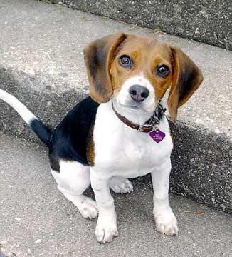 https://images.dog.ceo/breeds/beagle/n02088364_2019.jpg