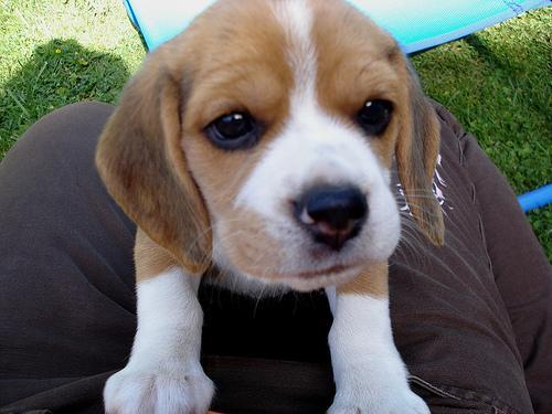 https://images.dog.ceo/breeds/beagle/n02088364_2106.jpg