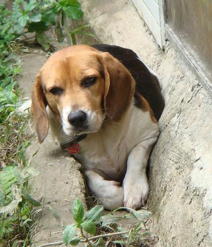 https://images.dog.ceo/breeds/beagle/n02088364_2415.jpg