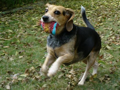 https://images.dog.ceo/breeds/beagle/n02088364_2502.jpg