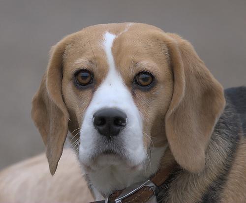 https://images.dog.ceo/breeds/beagle/n02088364_2572.jpg