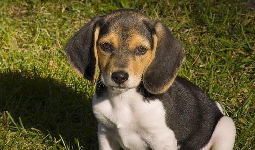 https://images.dog.ceo/breeds/beagle/n02088364_2652.jpg