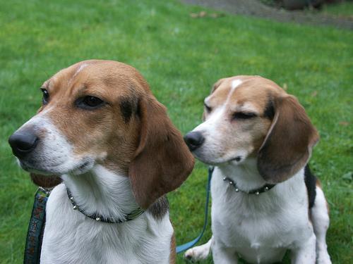 https://images.dog.ceo/breeds/beagle/n02088364_3752.jpg