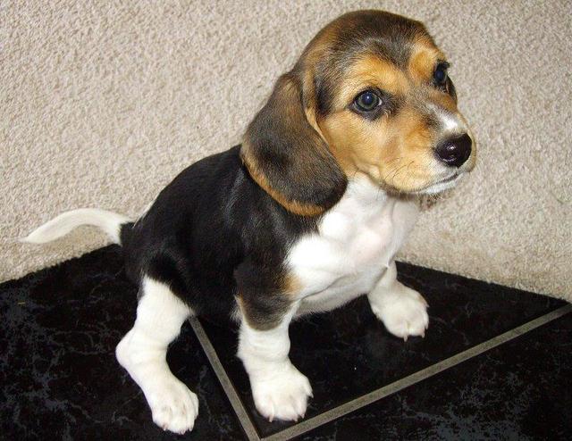 https://images.dog.ceo/breeds/beagle/n02088364_4052.jpg