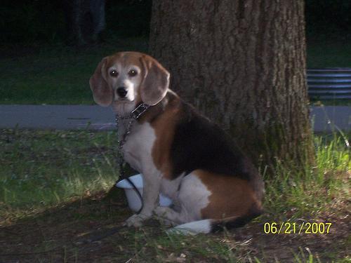 https://images.dog.ceo/breeds/beagle/n02088364_4070.jpg