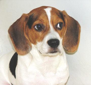 https://images.dog.ceo/breeds/beagle/n02088364_4527.jpg