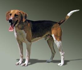 https://images.dog.ceo/breeds/beagle/n02088364_5147.jpg