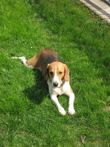 https://images.dog.ceo/breeds/beagle/n02088364_5282.jpg