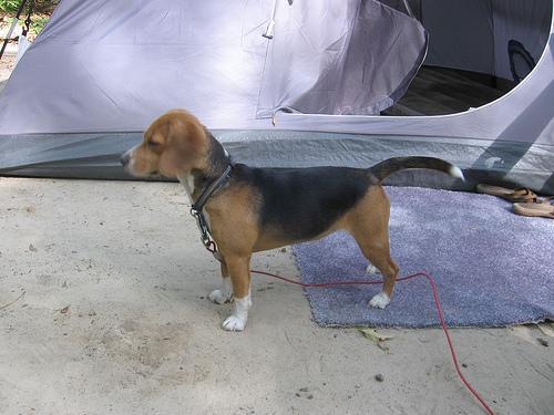 https://images.dog.ceo/breeds/beagle/n02088364_6089.jpg