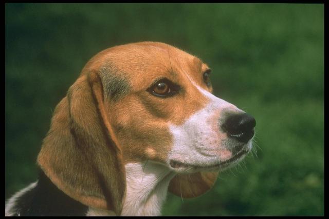 https://images.dog.ceo/breeds/beagle/n02088364_639.jpg